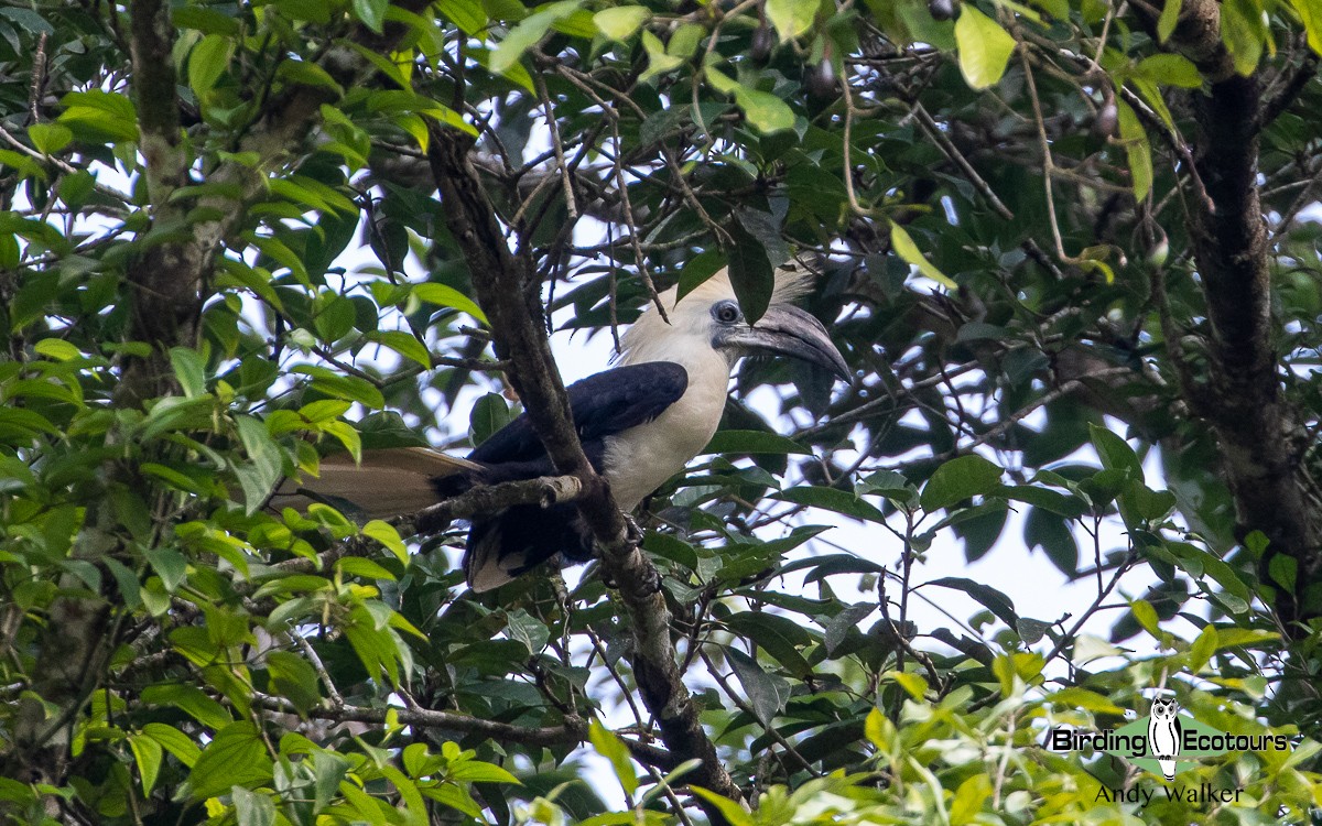 White-crowned Hornbill - ML551696141