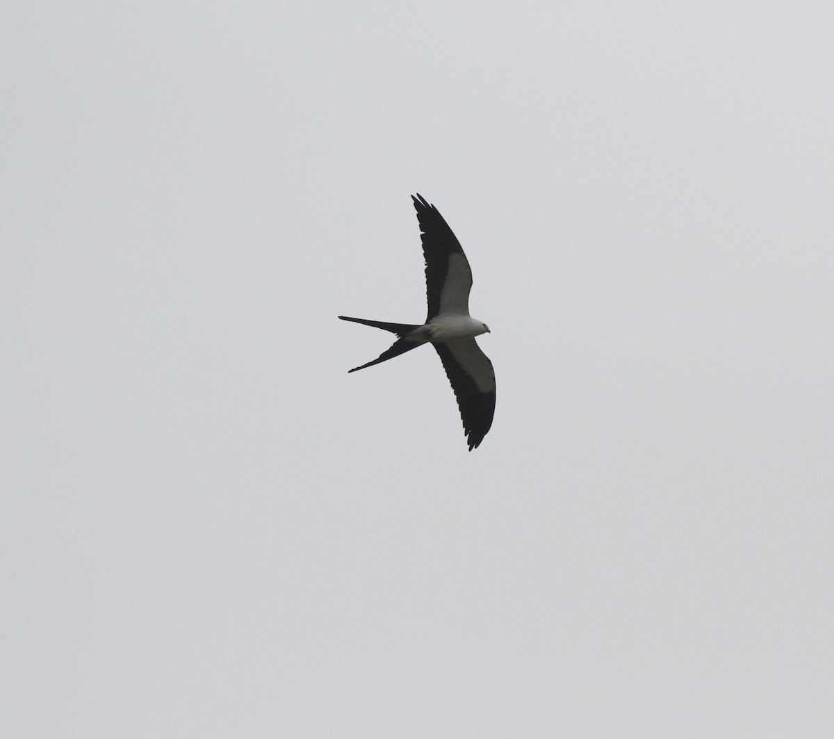 Swallow-tailed Kite - ML551696161