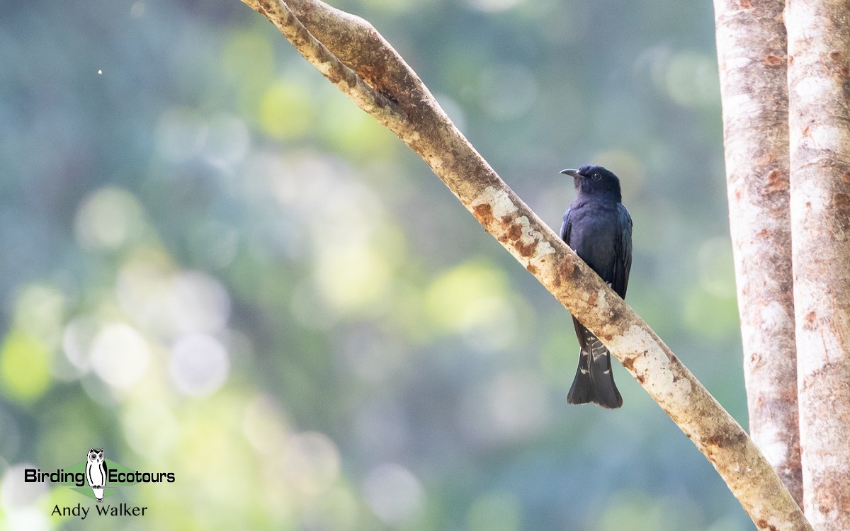 Square-tailed Drongo-Cuckoo - ML551696221