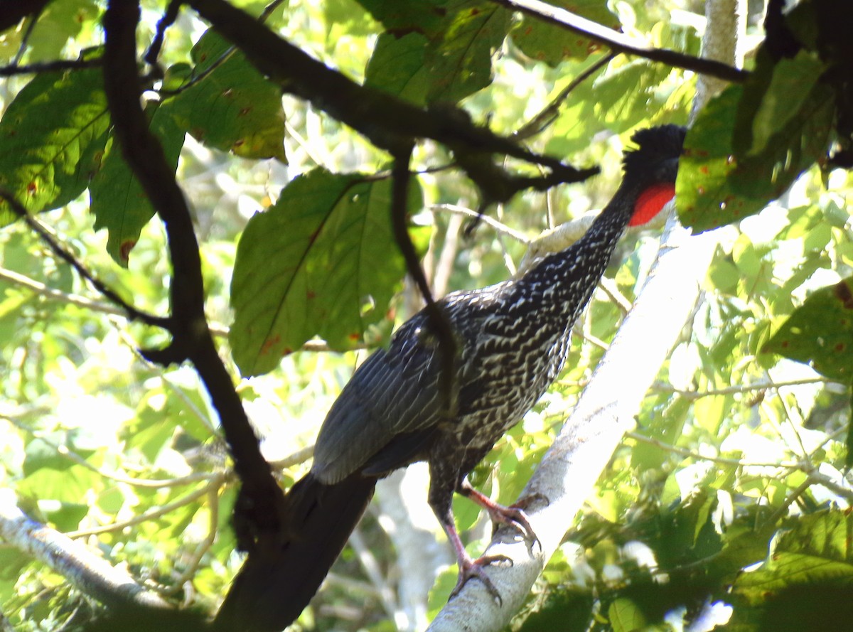 Crested Guan - ML551696871