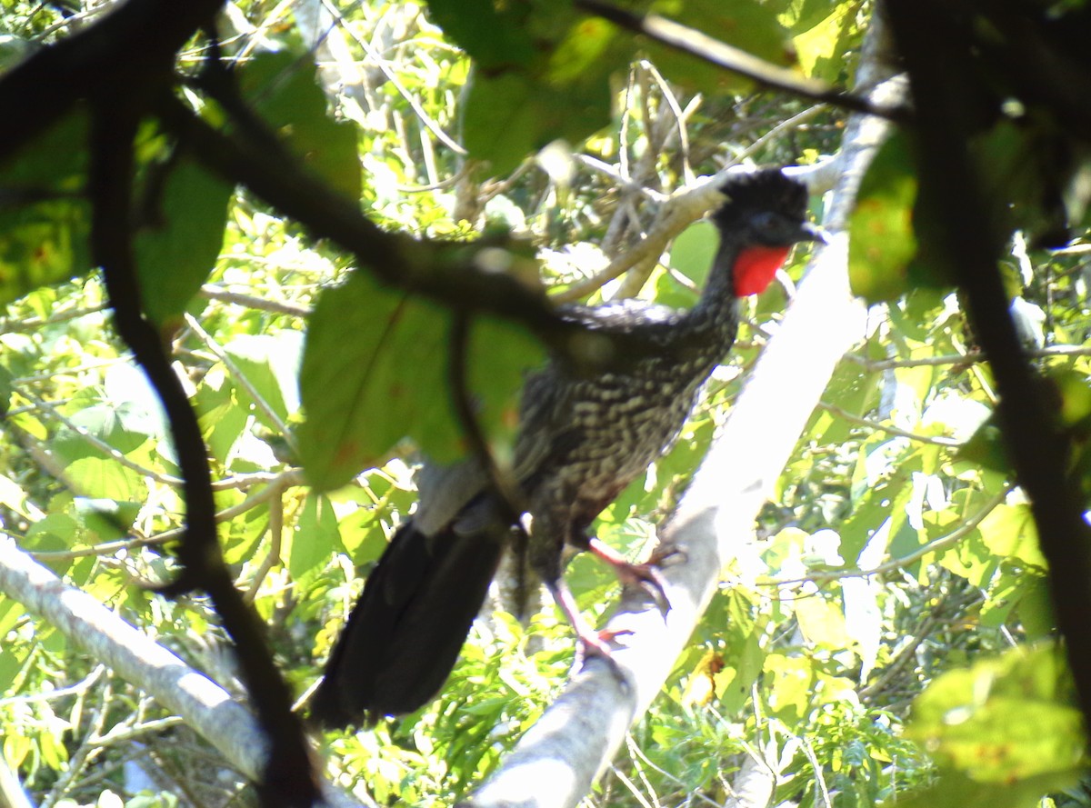 Crested Guan - ML551696881
