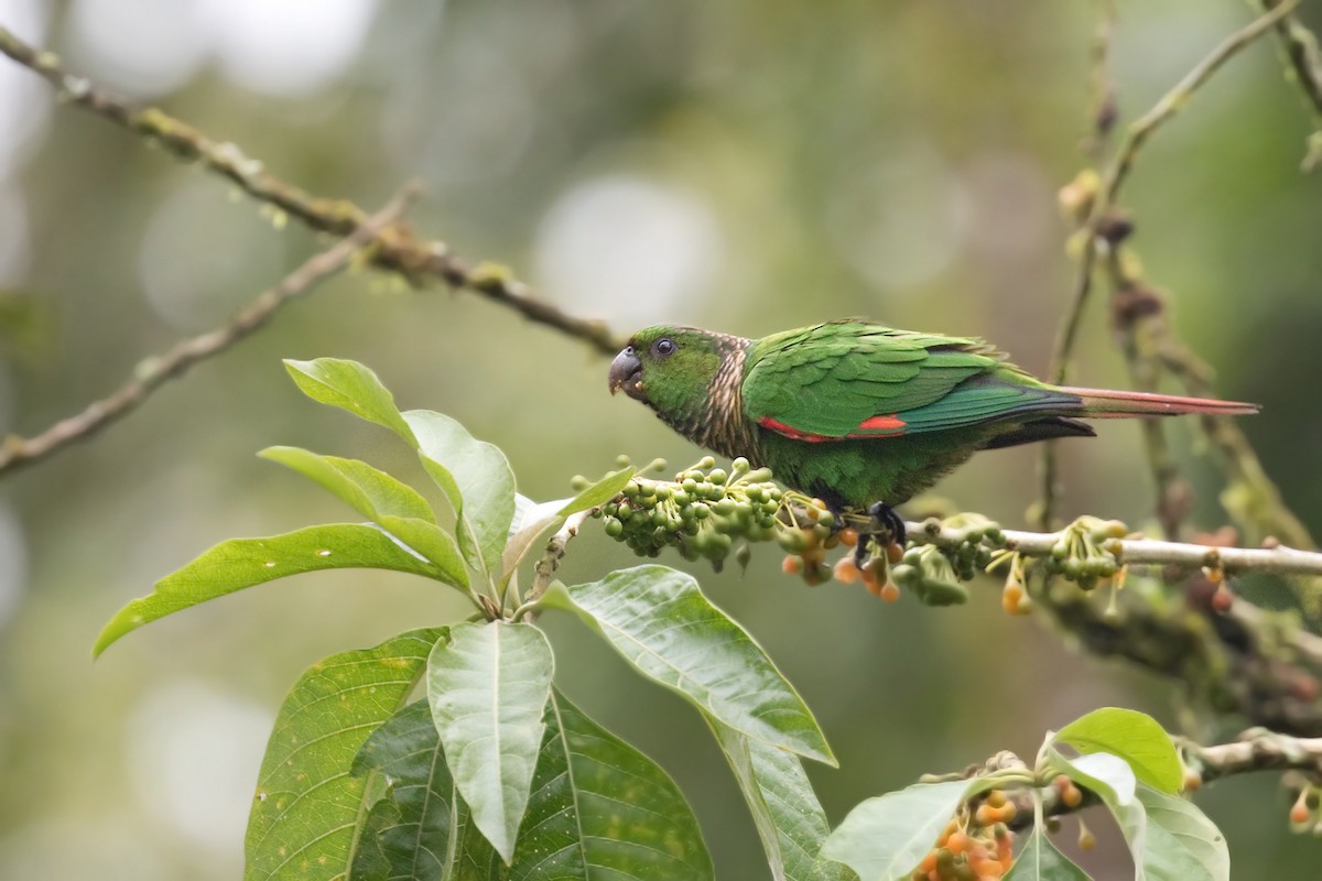 Maroon-tailed Parakeet - Michel Gutierrez