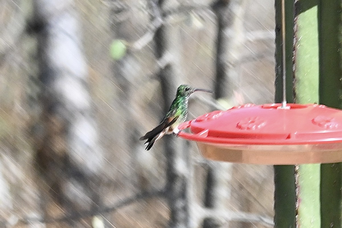 Berylline Hummingbird - ML551701181