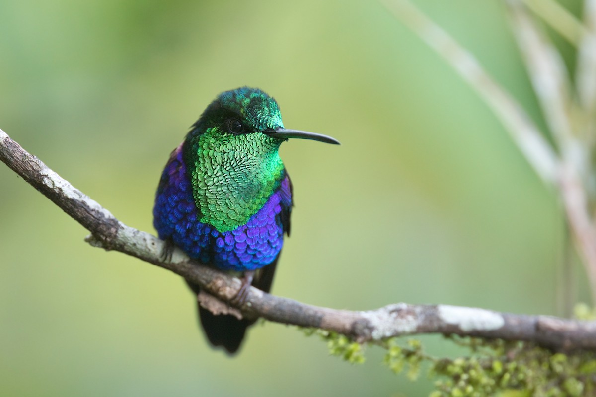 kolibřík vidloocasý - ML551701261