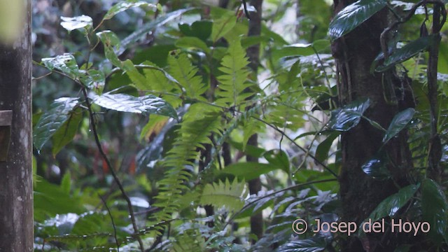 Філідор-лісовик вохристогорлий - ML551701391