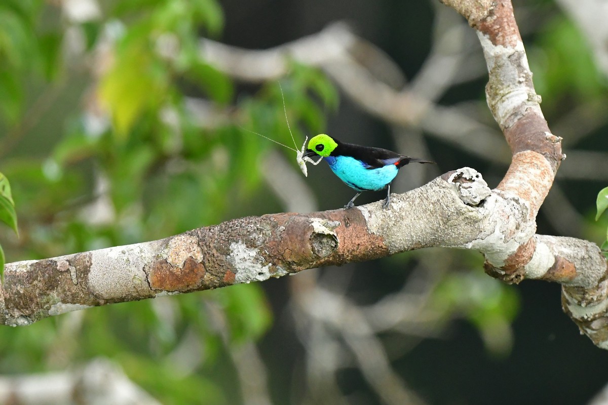 Paradise Tanager - ML551707391