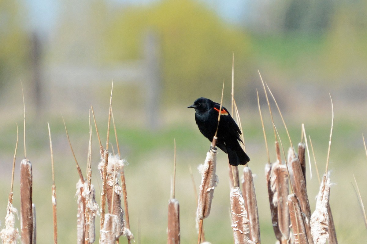 Red-winged Blackbird - Lewis Ulrey