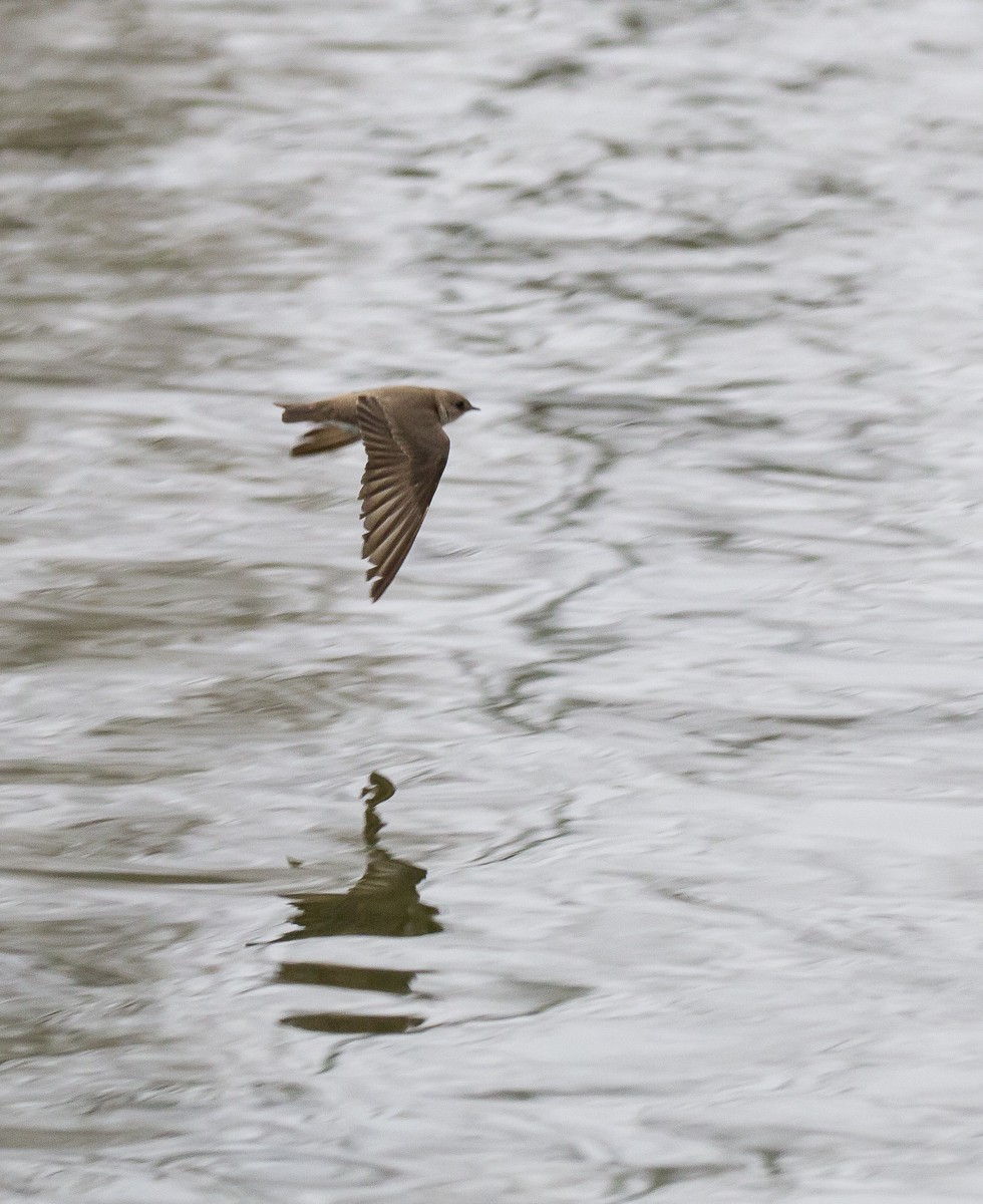 Northern Rough-winged Swallow - ML55171011
