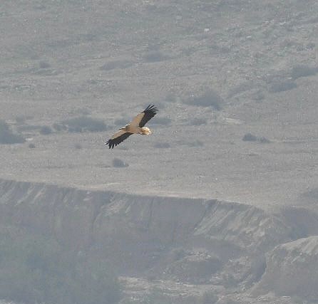 Egyptian Vulture - ML551712361