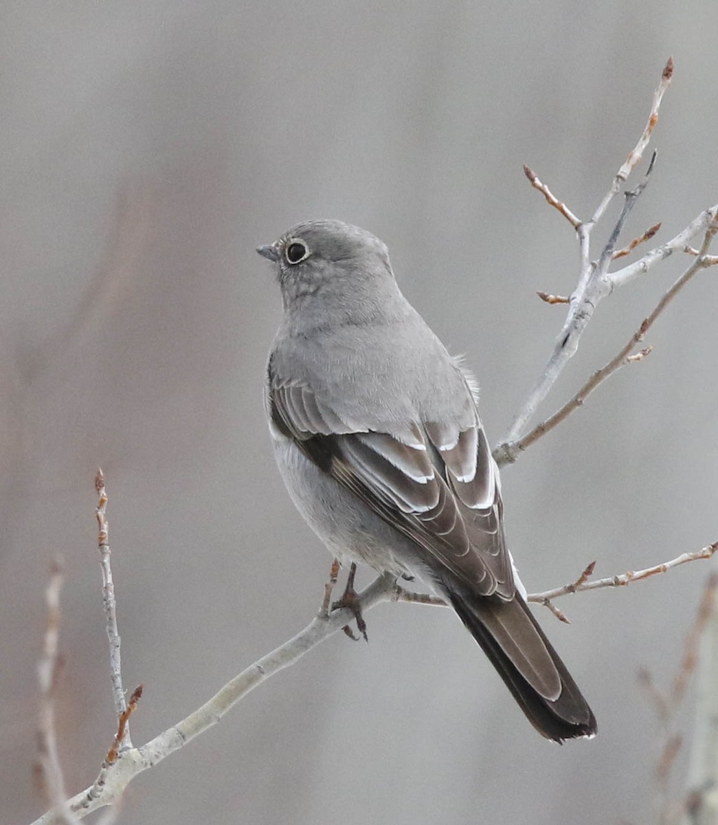 Townsend's Solitaire - ML55171791