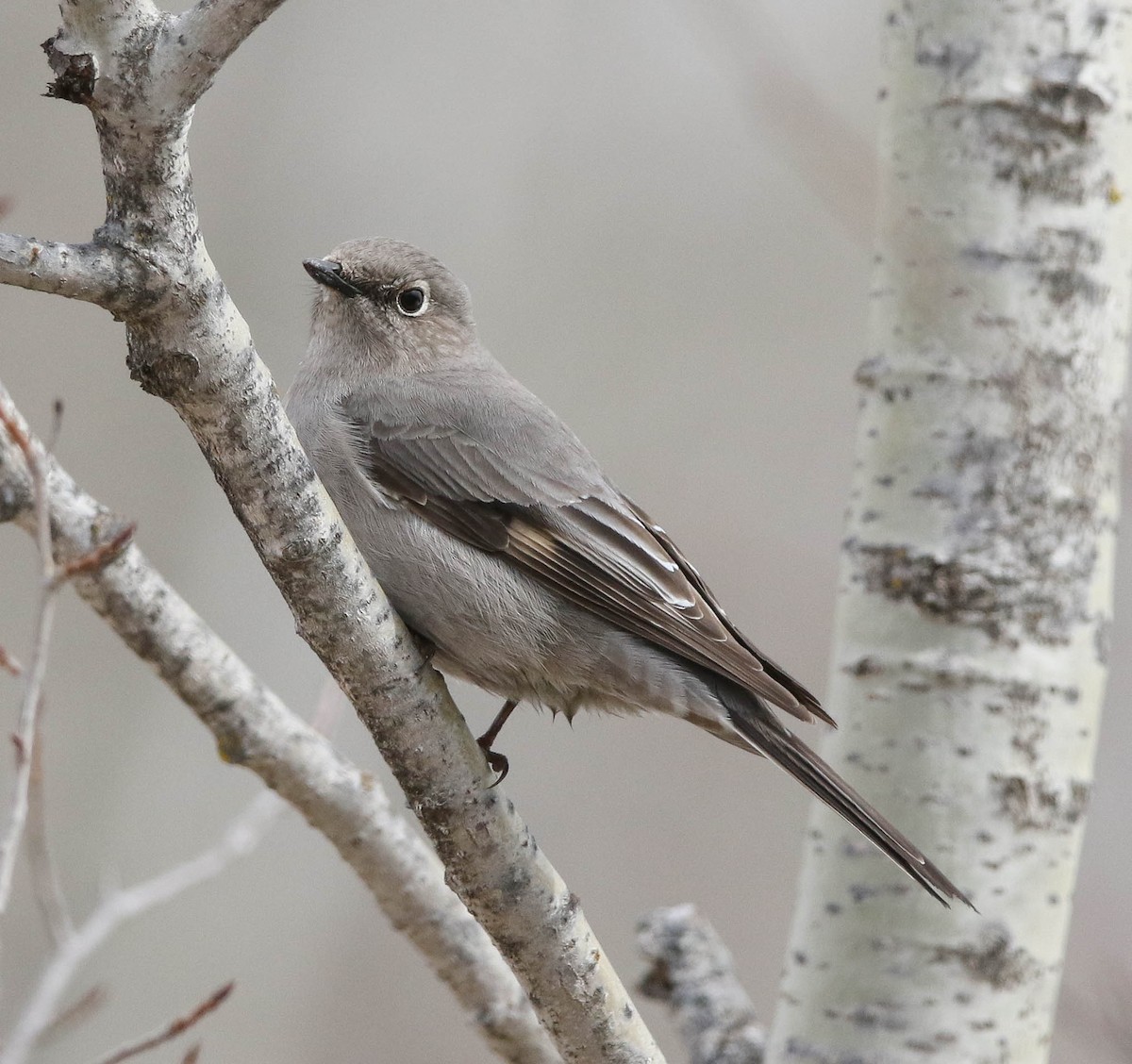 Townsend's Solitaire - Marie Roy