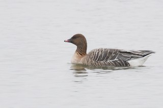 Pink-footed Goose, ML551719501