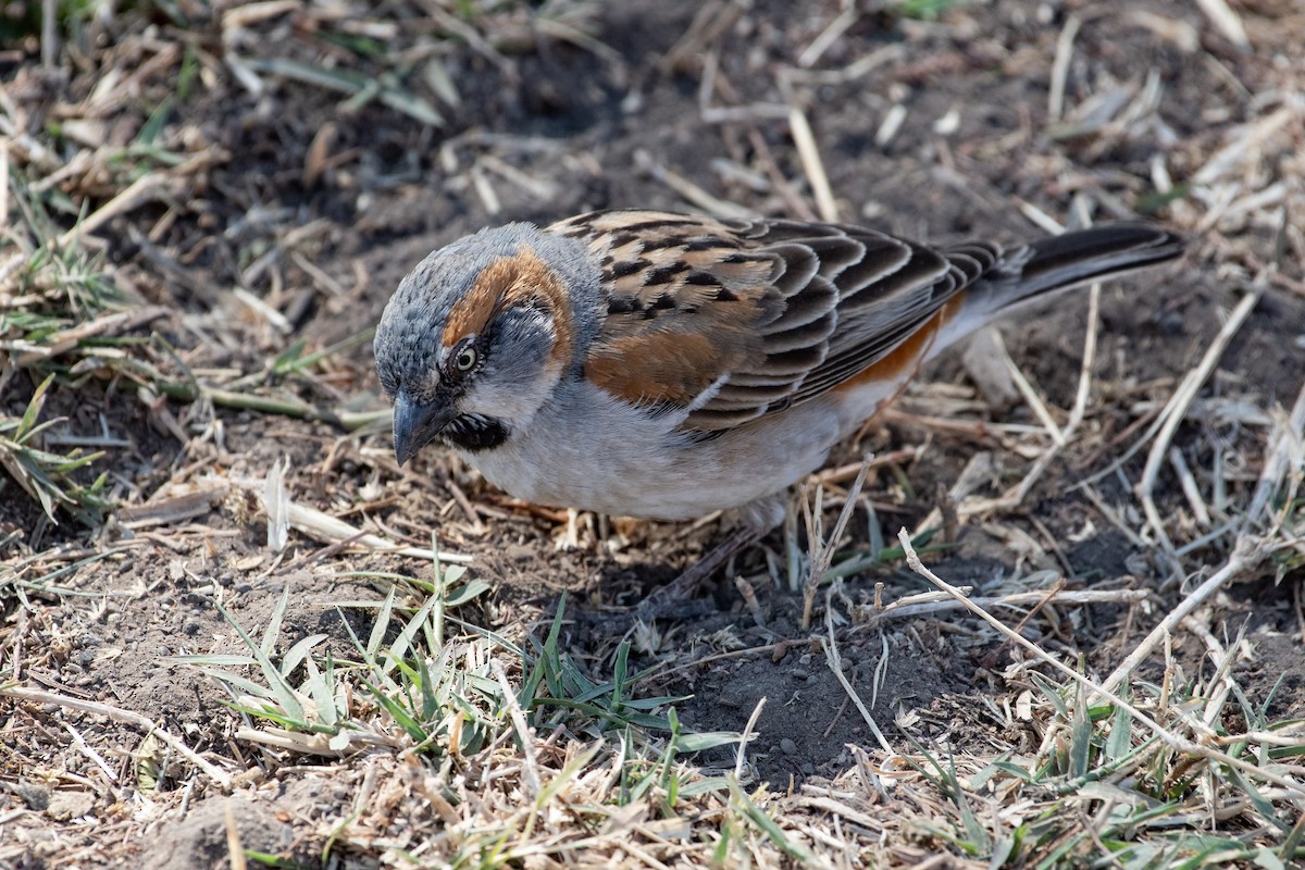 Kenya Rufous Sparrow - ML551720201
