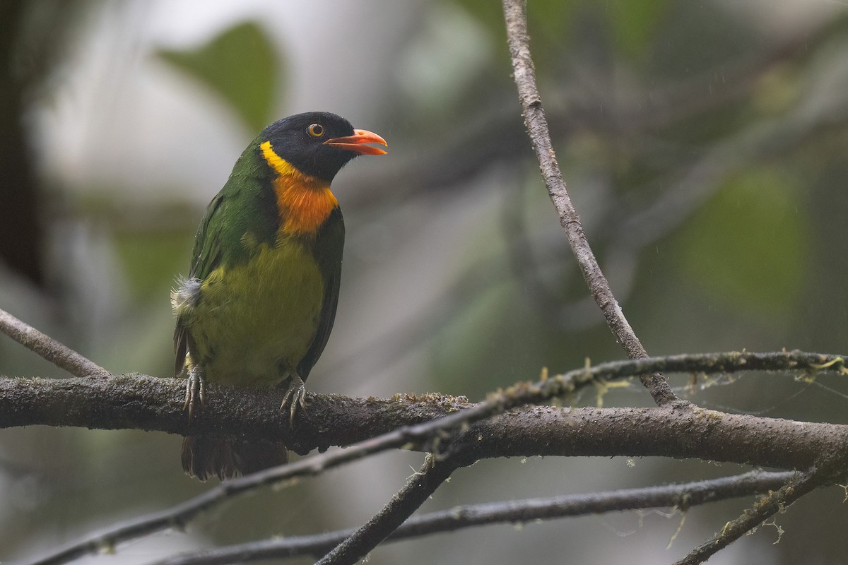 Orange-breasted Fruiteater - ML551725201