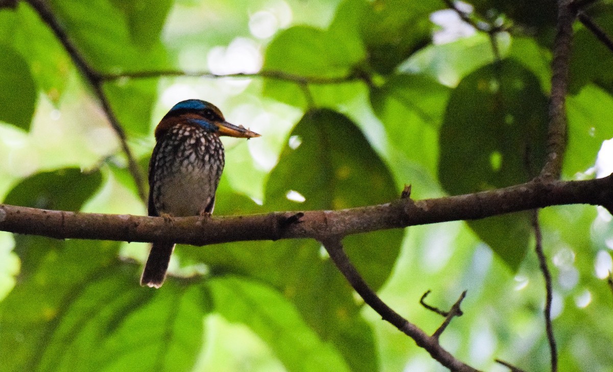 Spotted Kingfisher - Mhark Gatela