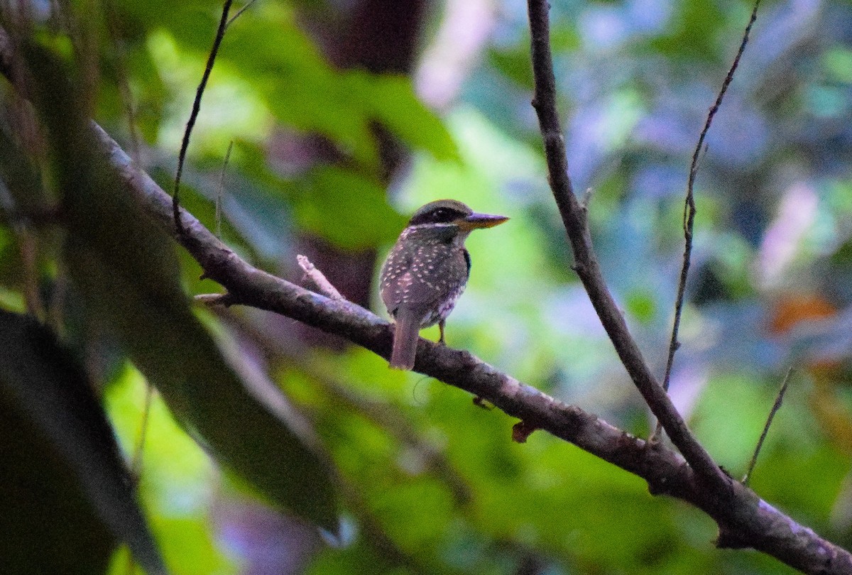 Spotted Kingfisher - Mhark Gatela