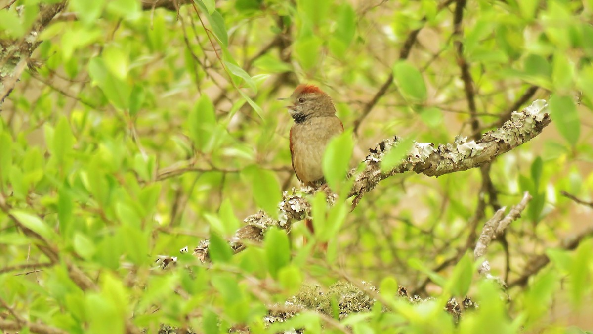 Sooty-fronted Spinetail - ML551734481