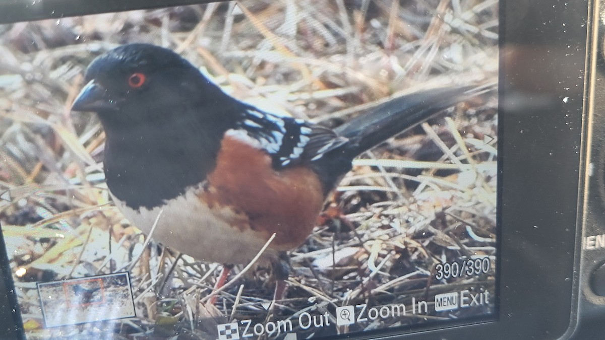 Spotted Towhee - ML551741031