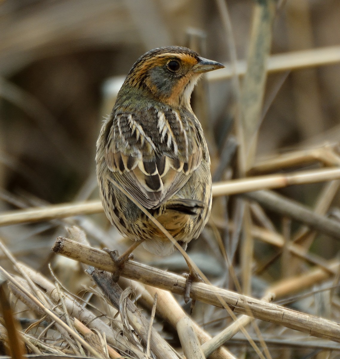 Saltmarsh Sparrow - ML55174151