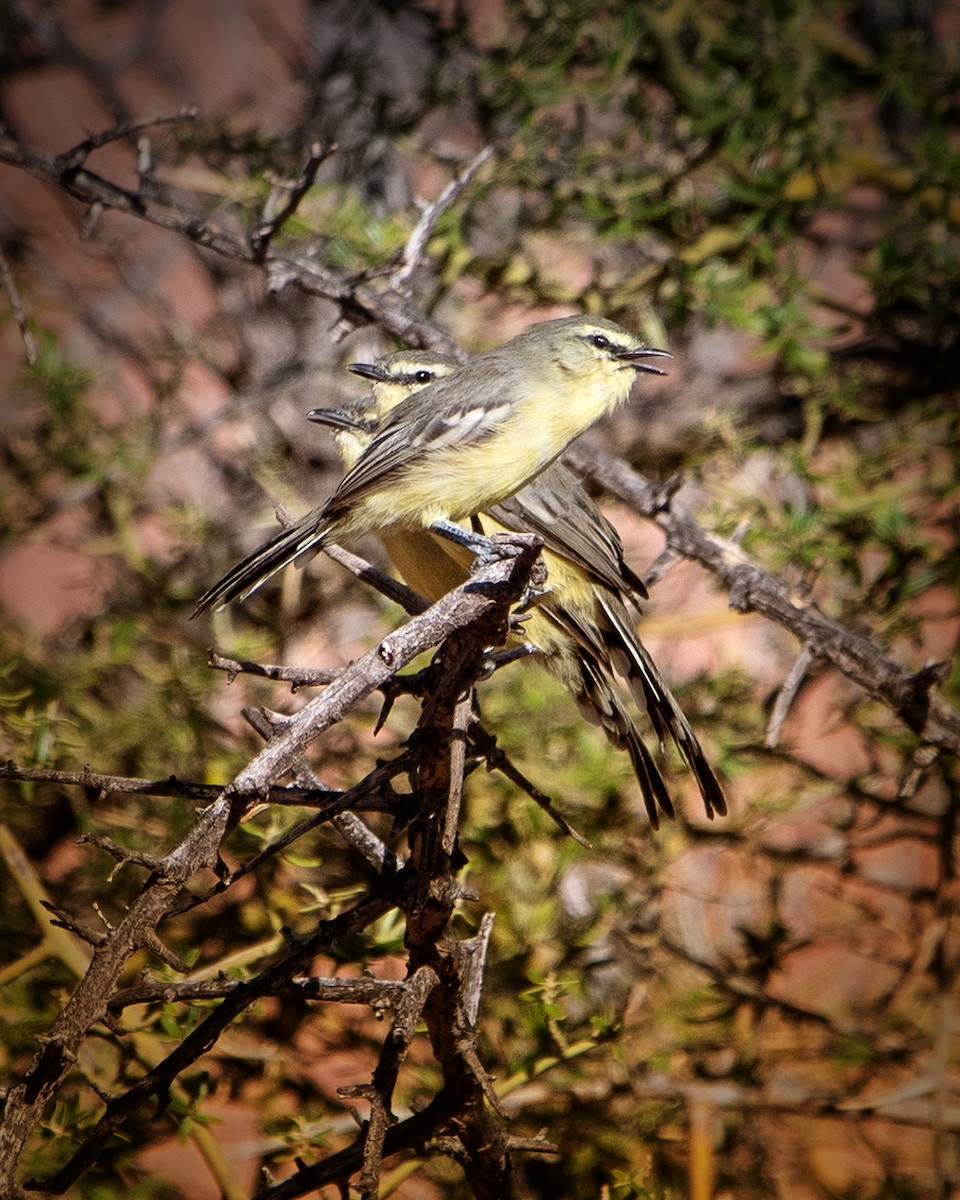 Greater Wagtail-Tyrant - ML551742361
