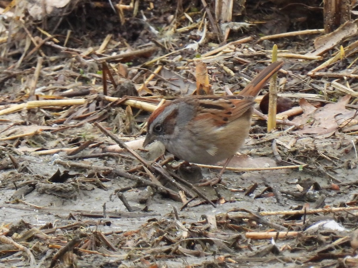 Swamp Sparrow - ML551747541