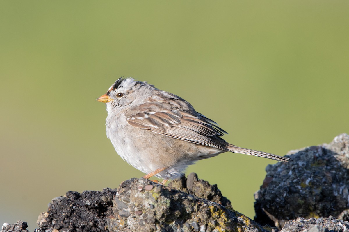 White-crowned Sparrow - ML551749091