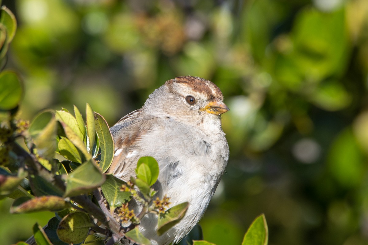 White-crowned Sparrow - ML551749111
