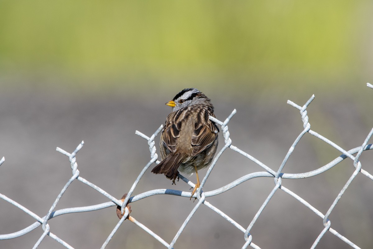 White-crowned Sparrow - ML551749121