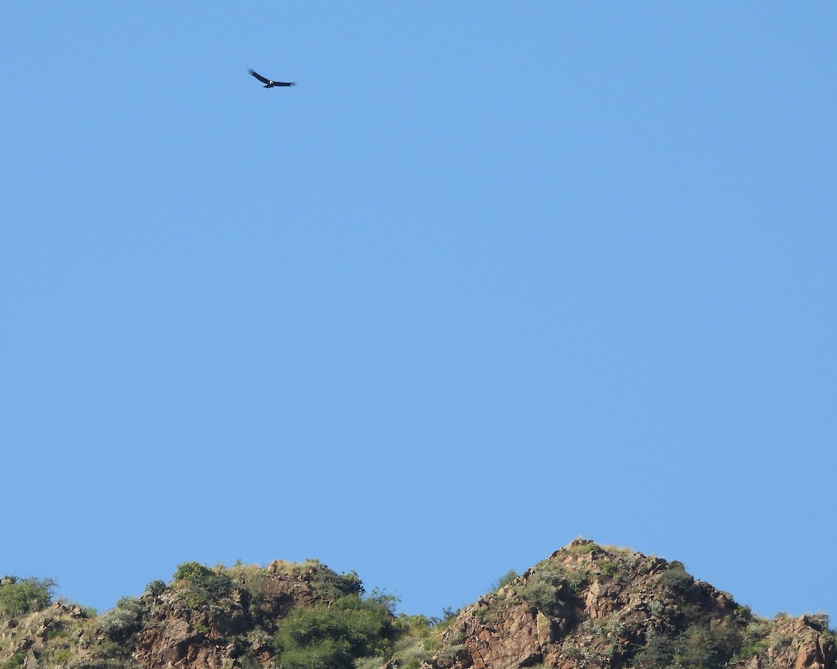 Condor des Andes - ML551750761