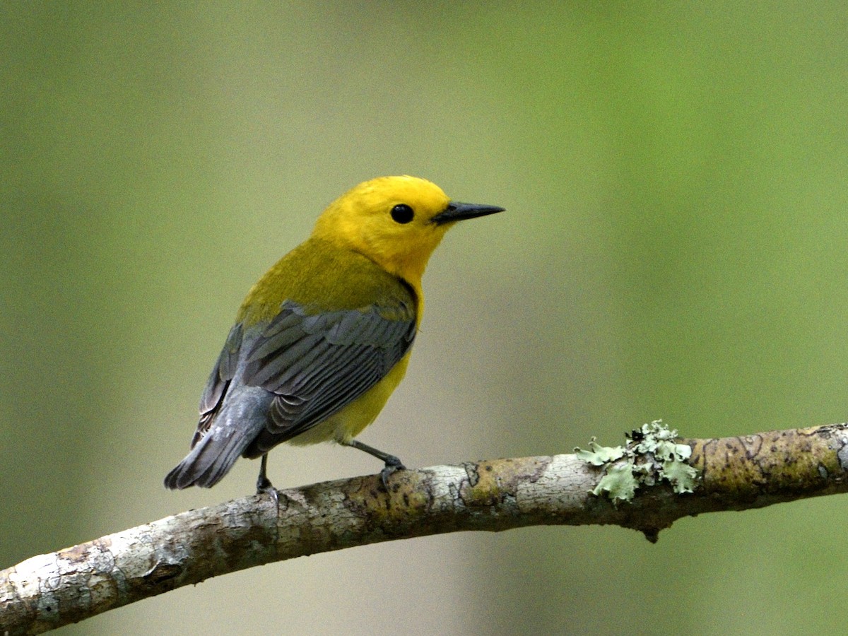 Prothonotary Warbler - ML551750861