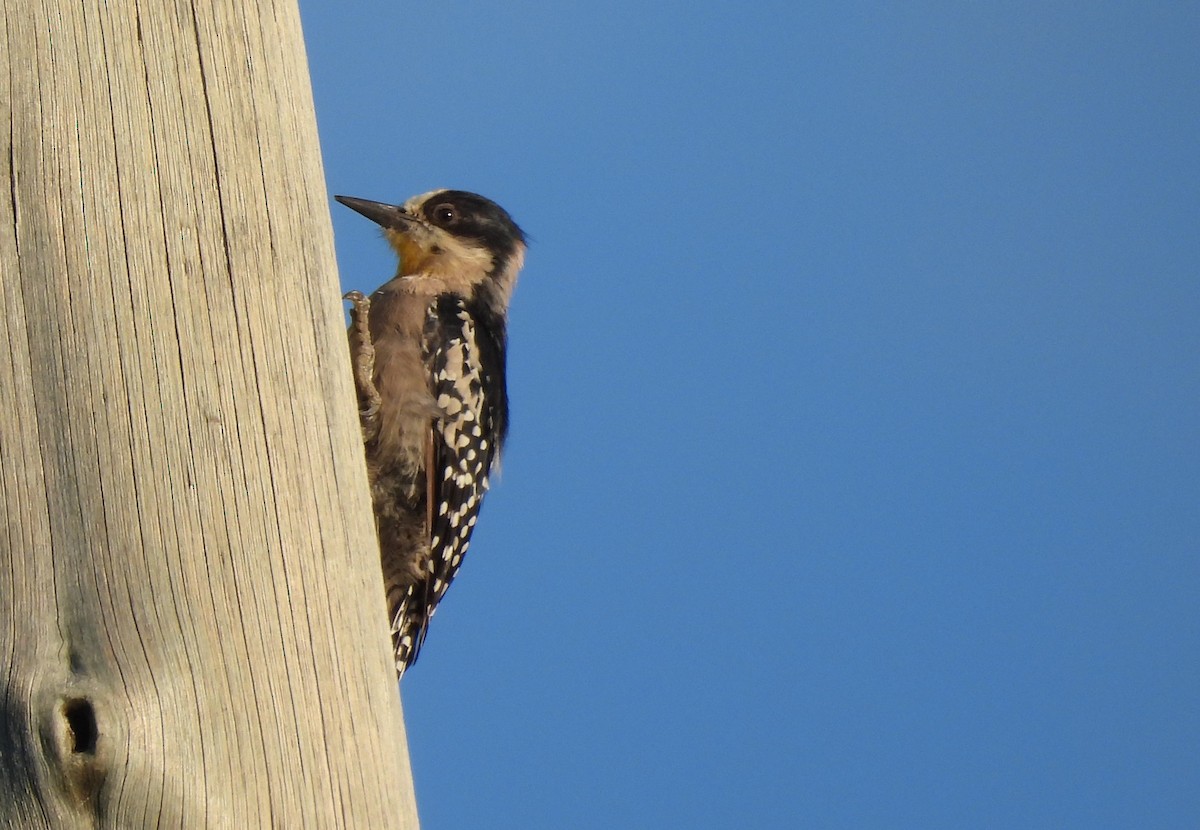 White-fronted Woodpecker - ML551751421