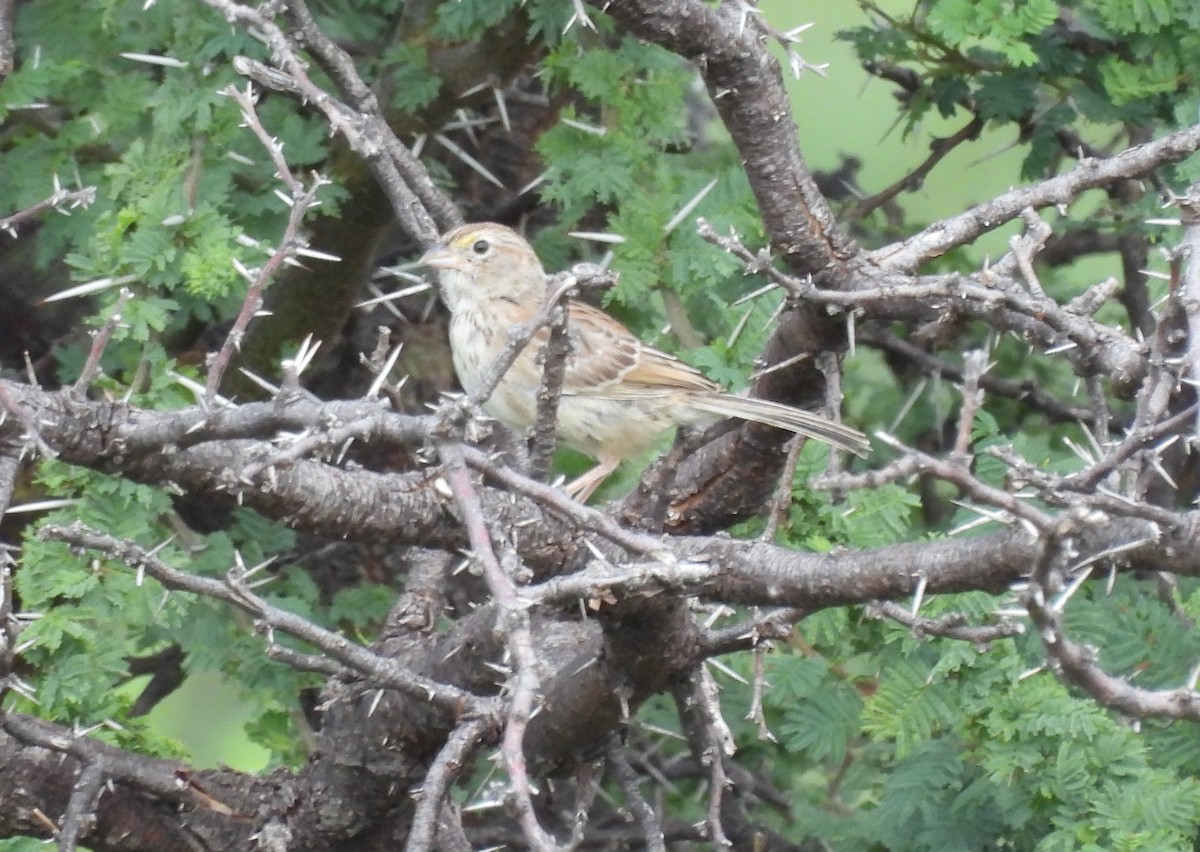 Grassland Sparrow - ML551751561