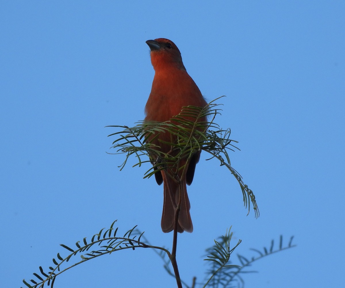 Hepatic Tanager - ML551751611