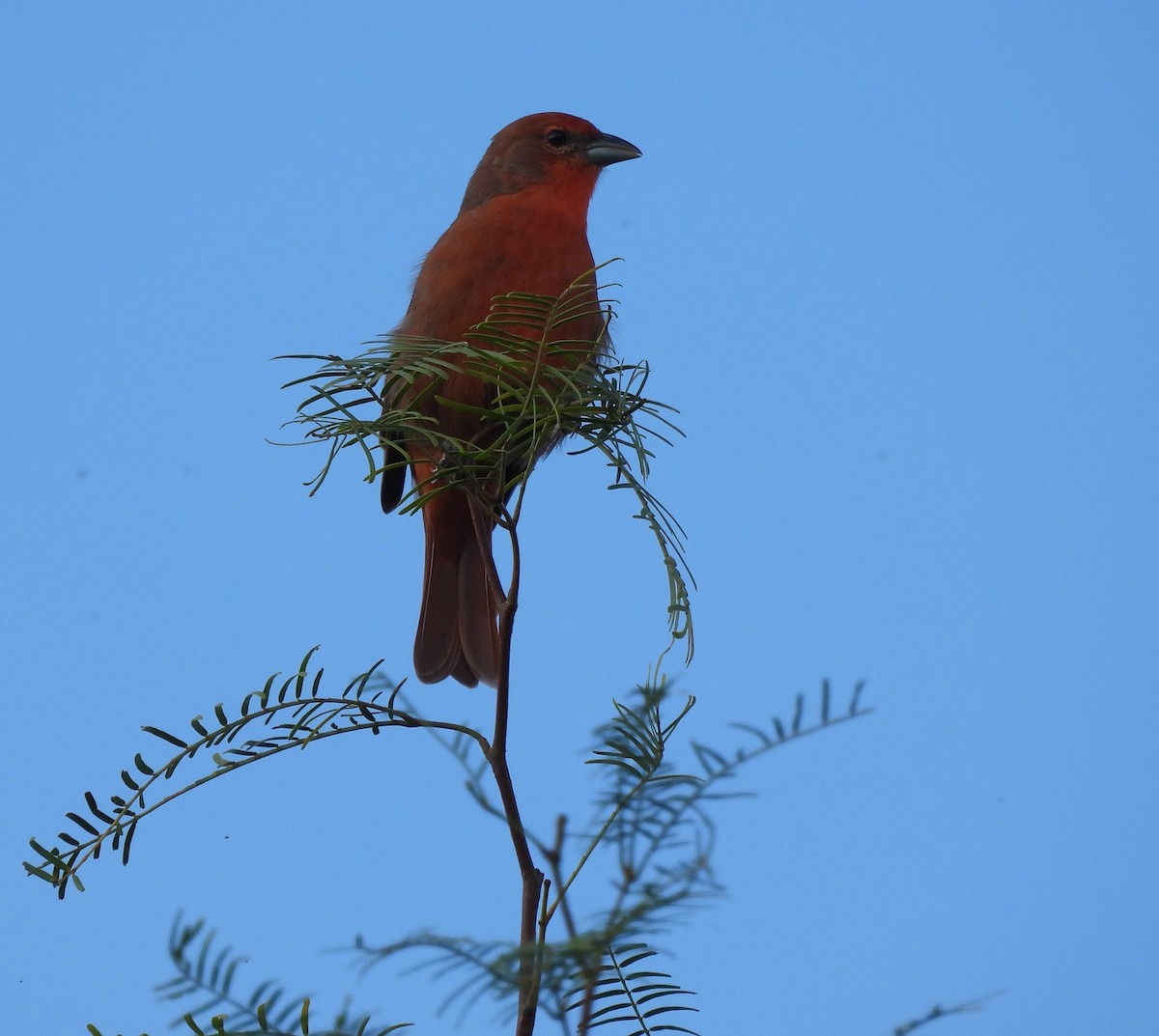 Hepatic Tanager - ML551751621