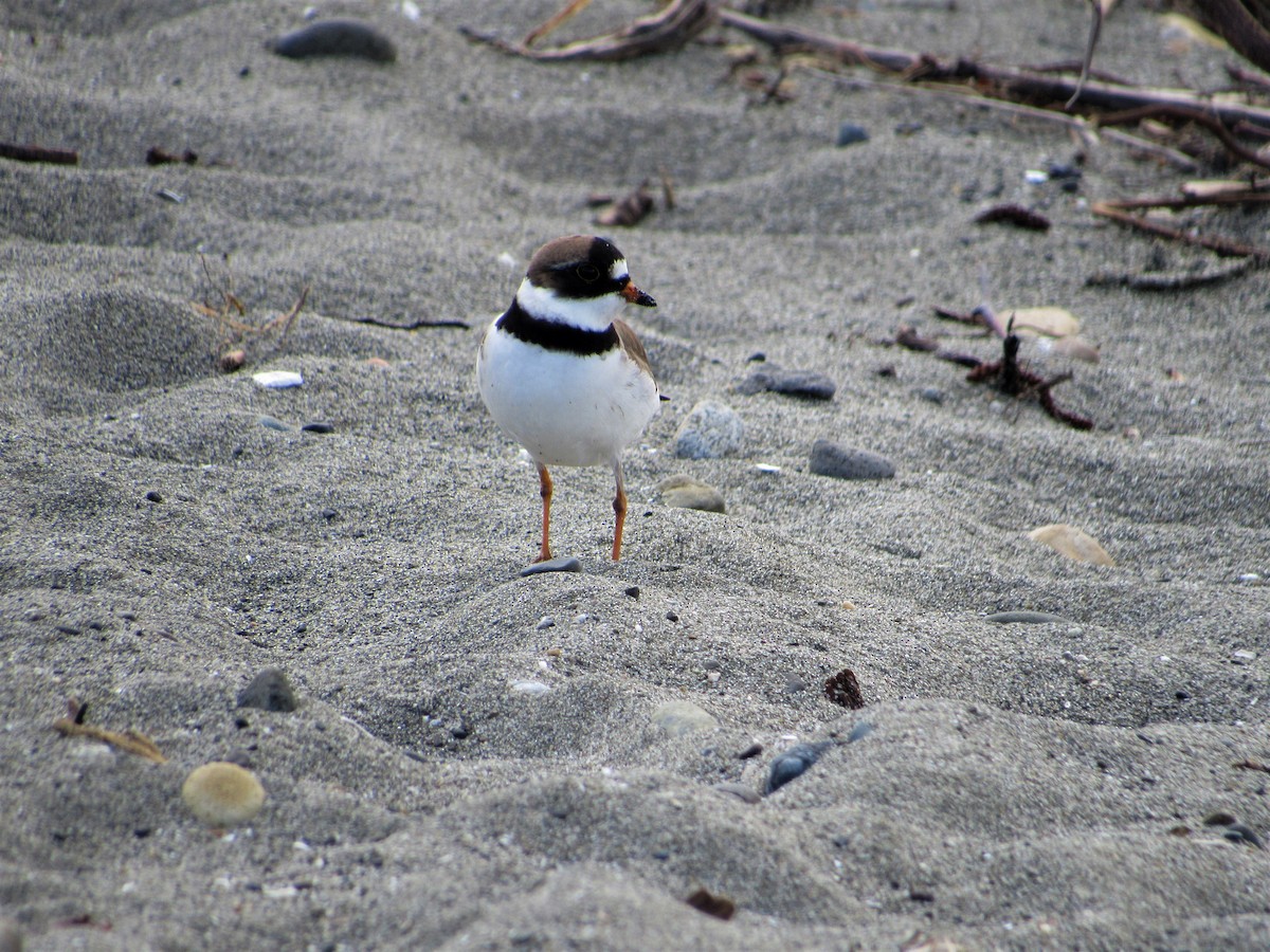 Semipalmated Plover - ML55175581