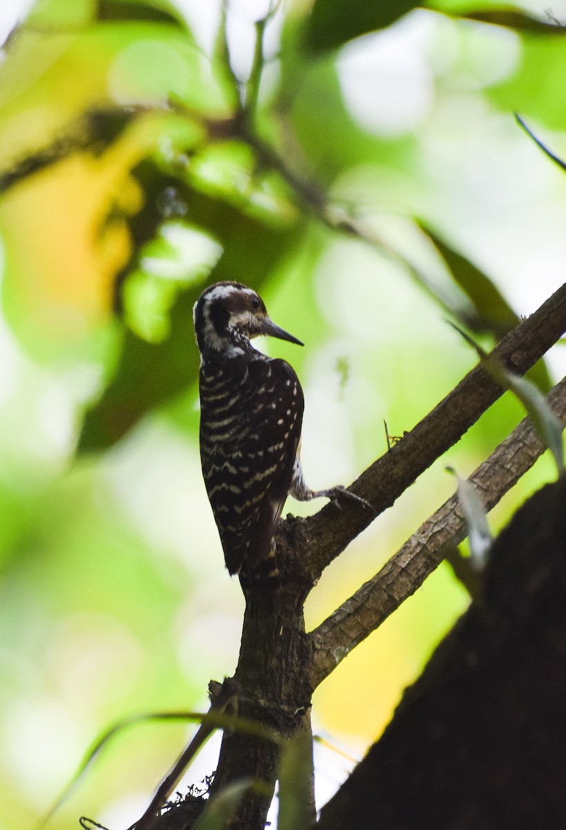 Philippine Pygmy Woodpecker - ML55175651