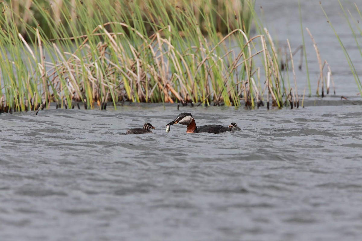 Red-necked Grebe - ML551759001