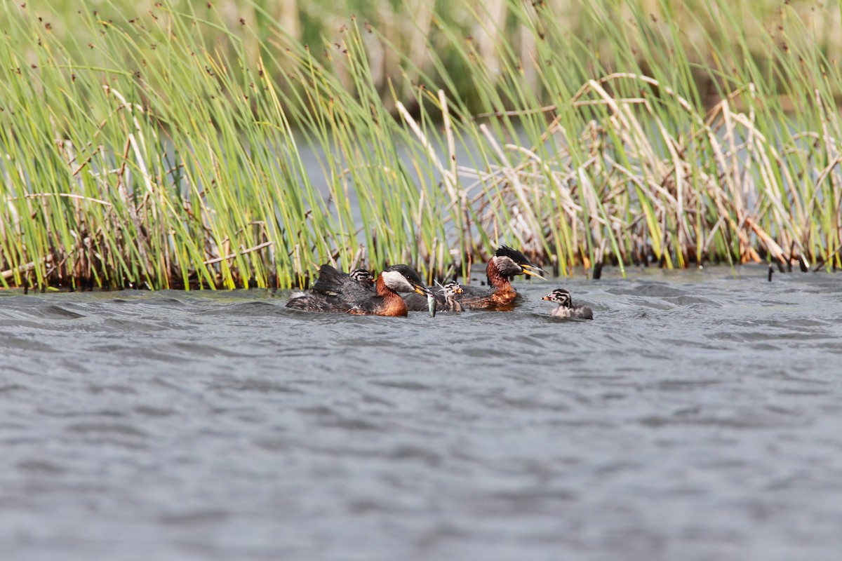 Red-necked Grebe - ML551759021