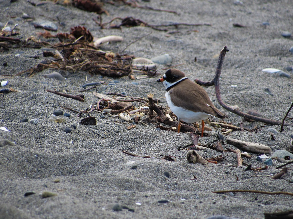 Semipalmated Plover - ML55175941