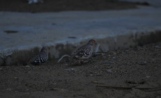 Bare-faced Ground Dove, ML551765641