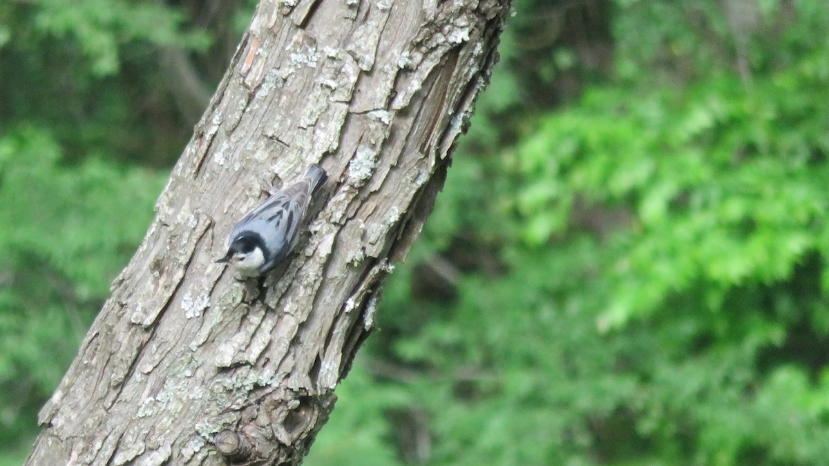 White-breasted Nuthatch - ML55176611