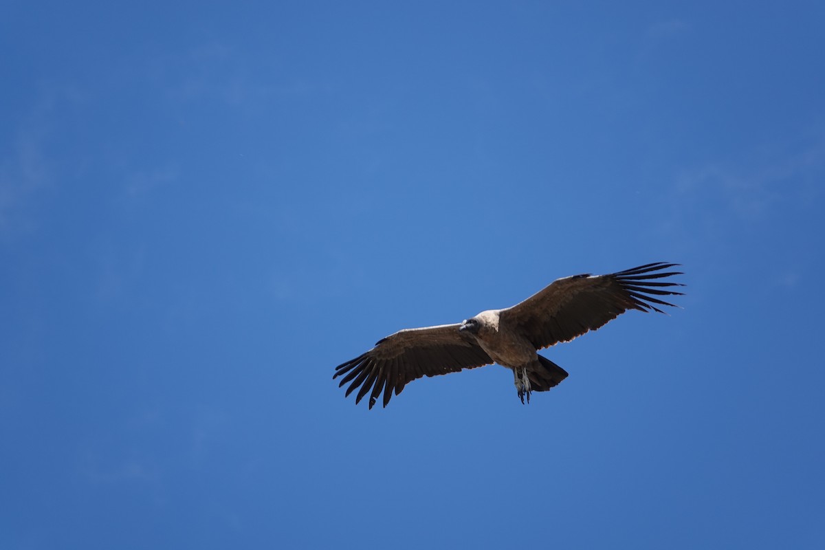 Condor des Andes - ML551766921