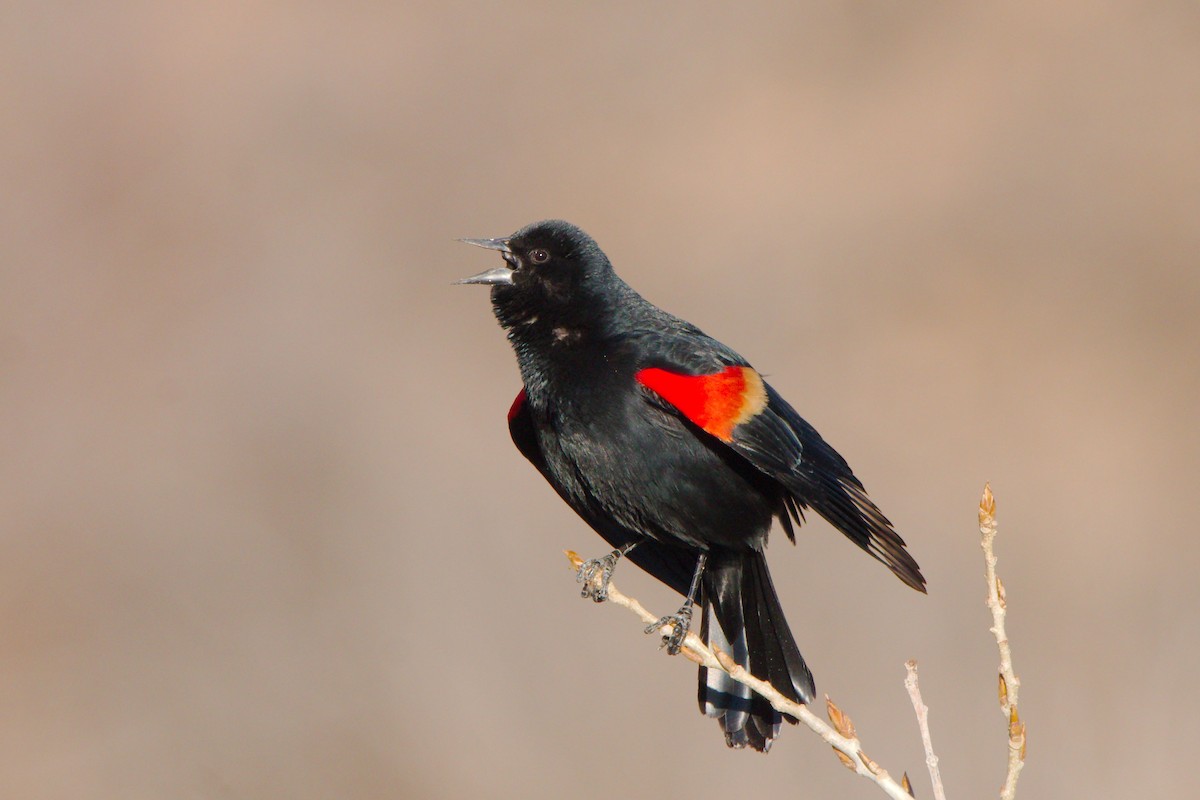 Red-winged Blackbird - ML551767251
