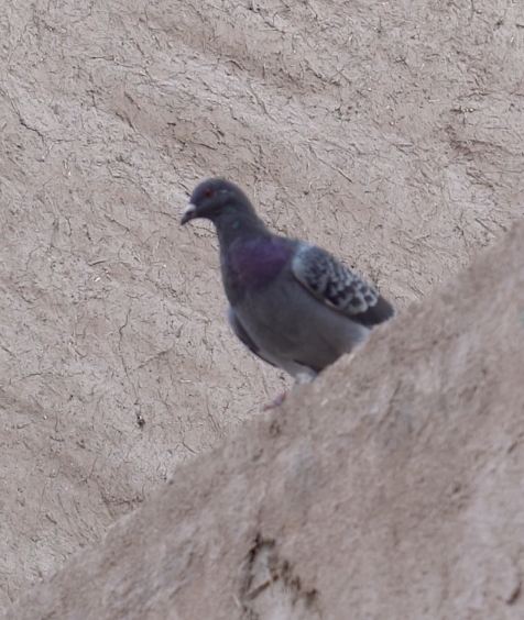 Rock Pigeon (Feral Pigeon) - ML551767321