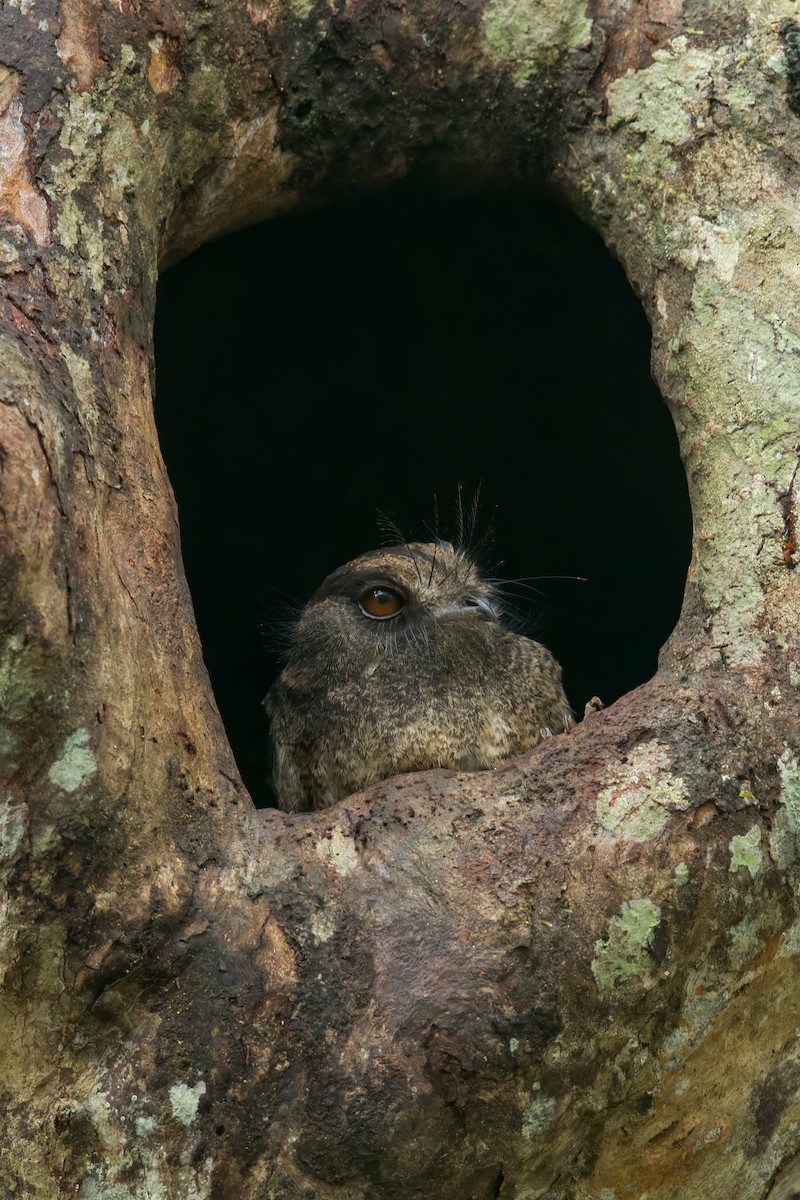 Barred Owlet-nightjar - ML551770231