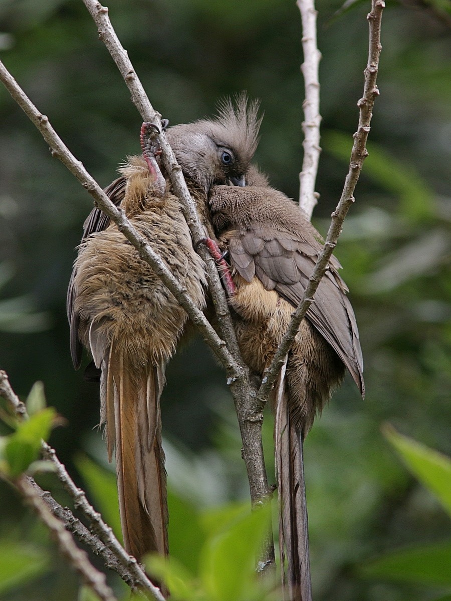 Speckled Mousebird - ML551770341