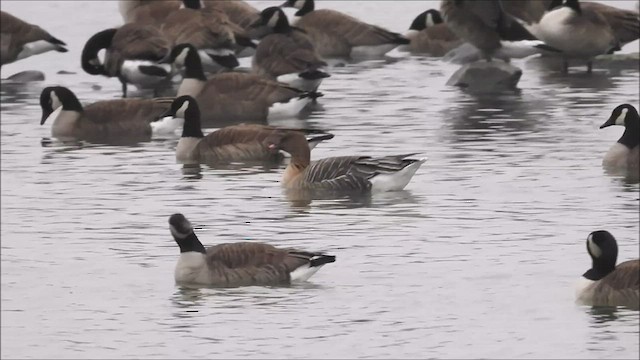 Pink-footed Goose - ML551771681