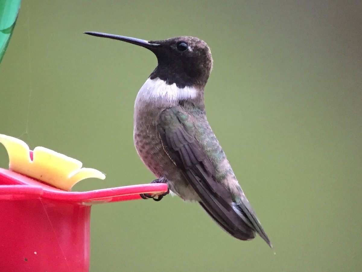 Black-chinned Hummingbird - ML55177171