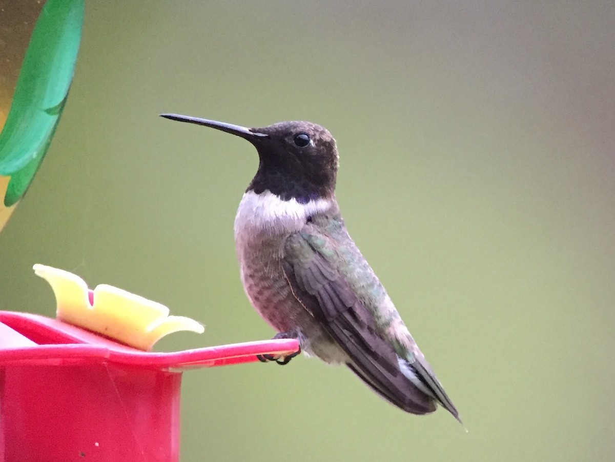 Black-chinned Hummingbird - ML55177181