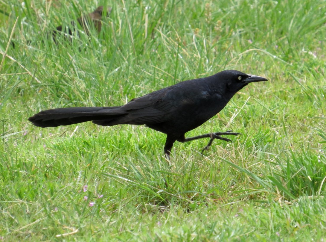 Great-tailed Grackle - ML55177221